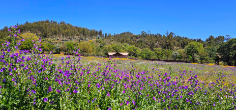 Glamping accommodatie 'Casa da Vinha - Glamping Lodges in Alentejo' tussen bloemenvelden en bosrijke heuvels.