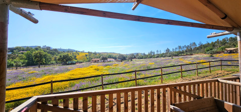 Vue depuis Casa da Vinha - Glamping Lodges en Alentejo sur champs fleuris et collines verdoyantes en été.
