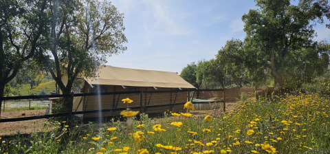 Casa da Vinha - Glamping Lodges in Alentejo, circondata da fiori gialli e alberi verdi sotto il sole.