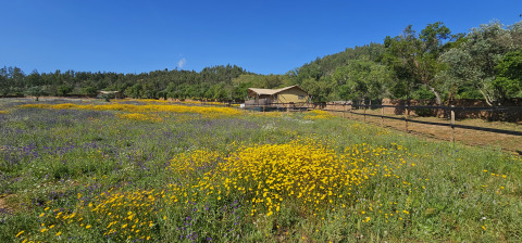 Casa da Vinha glamping lodge i Alentejo, omgivet af blomstrende enge og grønne bakker under en blå himmel.