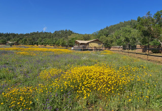 Glamping Casa da Vinha en Alentejo, entouré de prés fleuris et de verdure sous un ciel bleu éclatant.