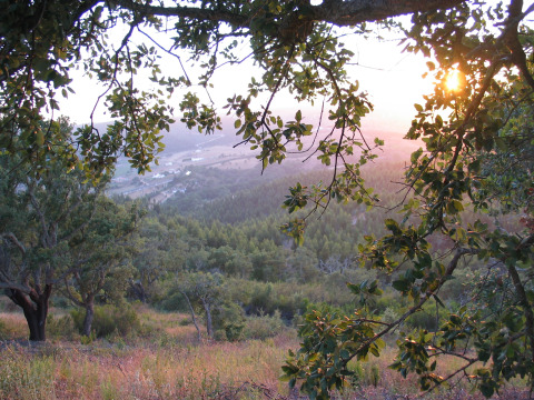 Uitzicht bij zonsondergang door de bomen vanuit Casa da Vinha - Glamping Lodges in Alentejo, Portugal.