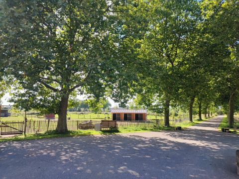 Boomrijke weg en glamping op Stadslandgoed De Heicohoeve - Pipowagens Gelderland op een zonnige dag.