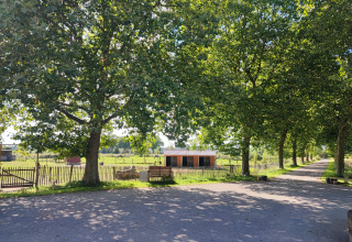 Boomrijke weg en glamping op Stadslandgoed De Heicohoeve - Pipowagens Gelderland op een zonnige dag.