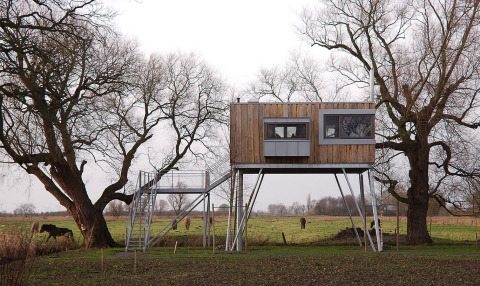 Moderne Baumhütte auf Stelzen in einer grünen Wiese mit Kühen und Bäumen, Glamping bei Elbinselhof Krautstrand.