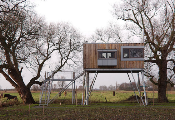 Cabane moderne sur pilotis dans un champ vert avec vaches et arbres, glamping à Elbinselhof Krautstrand.