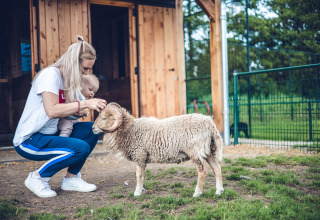 Acariciar a una cabra - Ackersate Villatent - Voorthuizen, Gelderland, Países Bajos