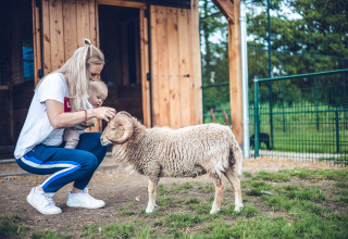 Accarezzare una capra - Ackersate Villatent - Voorthuizen, Gheldria, Paesi Bassi