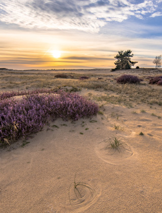 Sand landscape, Veluwe, Gelderland, Netherlands