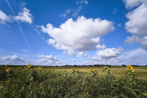 Zonnebloemenveld onder blauwe lucht met wolken bij «5 star holiday home in Sydals» in Denemarken.