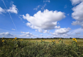 Zonnebloemen op een veld onder blauwe lucht bij «5 star holiday home in Sydals» te Denemarken.