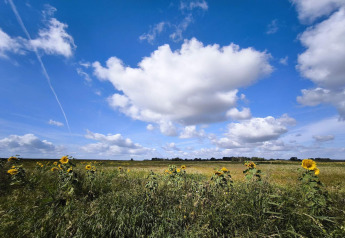 Champ de tournesols sous ciel bleu et nuages à «5 star holiday home in Sydals» au Danemark.