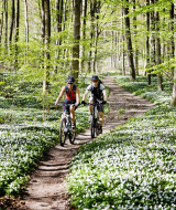 Mountain bike nella foresta