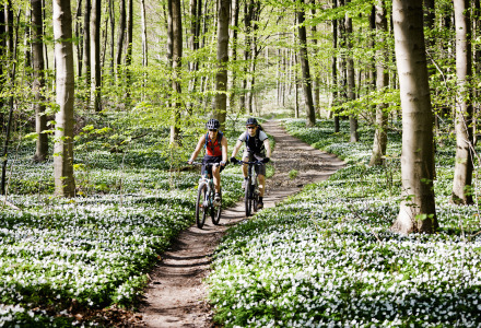 Mountainbiken in het bos