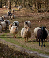 Een kudde schapen, waaronder een zwart schaap, loopt over een bospad in een glamping vakantiepark.