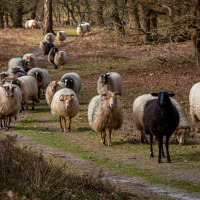 Un rebaño de ovejas, incluyendo una oveja negra, camina por un sendero en un parque de vacaciones con glamping.