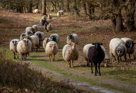 Een kudde schapen met een zwart schaap wandelt op een bosweg in een vakantiepark met glamping.