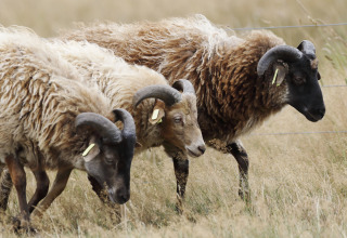 Drentse heideschaap - Vodatent - Ferienpark Drentse Weelde - Hoogersmilde - Drenthe - Niederlande