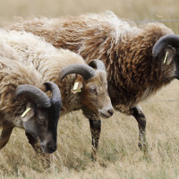 Drentse heideschaap - Vodatent - Ferienpark Drentse Weelde - Hoogersmilde - Drenthe - Niederlande