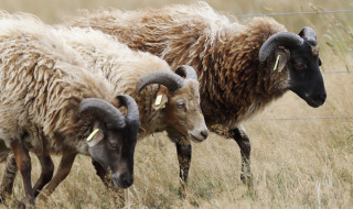 Drentse heideschaap - Vodatent - Ferienpark Drentse Weelde - Hoogersmilde - Drenthe - Niederlande