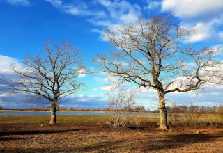 Deux arbres sans feuilles sur un champ près de l'eau sous un ciel bleu au gîte 6 personnes à Bogense, au Danemark.
