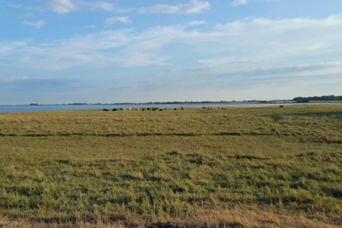 Uitzicht vanaf een vakantiehuis voor 6 personen in Bogense, Denemarken, met wei, water en koeien in de verte.