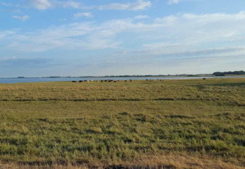 Panorama da una casa vacanze per 6 persone a Bogense, Danimarca, con prato, acqua e mucche in lontananza.