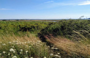 Vista de prados y flores silvestres cerca de «4 star holiday home in Rønde» en Dinamarca en un día soleado.