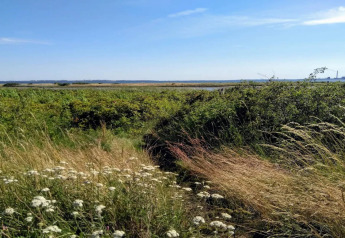 Udsigt over grønne enge og blomster nær '4 star holiday home in Rønde' i Danmark på en solrig dag.