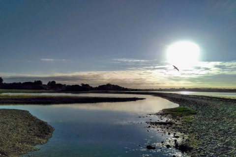 Amanecer sobre un lago tranquilo y un pájaro volando junto a una casa vacacional de 4 estrellas en Rønde, Dinamarca.