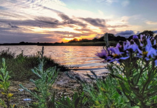 Tramonto sull’acqua con fiori selvatici in primo piano alla casa vacanze 4 stelle a Rønde, Danimarca.