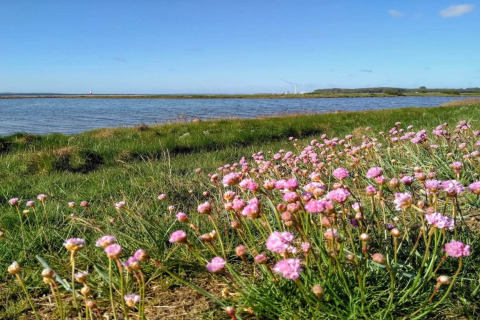 Photo de fleurs roses sauvages près d’un lac sous ciel bleu, prise près d'une maison de vacances à Rønde, Danemark.