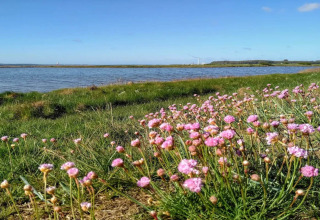 Photo of wild pink flowers by a lake under blue sky, taken near 4 star holiday home in Rønde, Denmark.