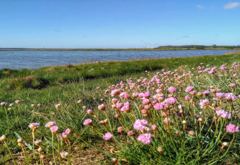 Billede af vilde pink blomster ved en sø med blå himmel taget nær 4-stjernet feriebolig i Rønde, Danmark.