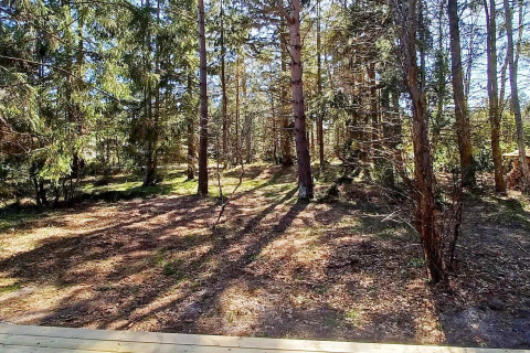 Vista di una foresta soleggiata dal patio di una casa vacanze a 4 stelle a Höllviken, Svezia.