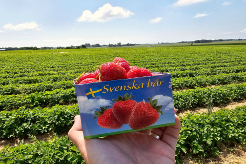 Barquette de fraises fraîches 'Svenska bär' tenue devant un champ de fraises en Suède et ciel bleu.