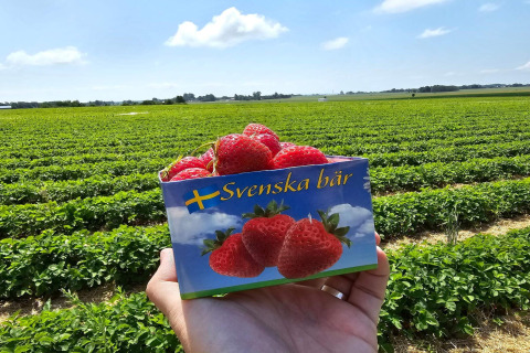 Doosje verse aardbeien met 'Svenska bär' label, vastgehouden voor een Zweedse aardbeienveld en blauwe lucht.