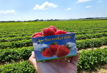 Schale frischer Erdbeeren mit 'Svenska bär'-Aufschrift vor einem Feld in Schweden unter blauem Himmel.