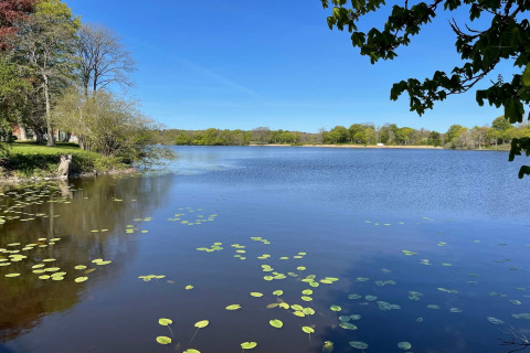 Uitzicht op een rustige vijver met waterlelies en bomen bij een 4-sterren vakantiehuis in Höllviken, Zweden.