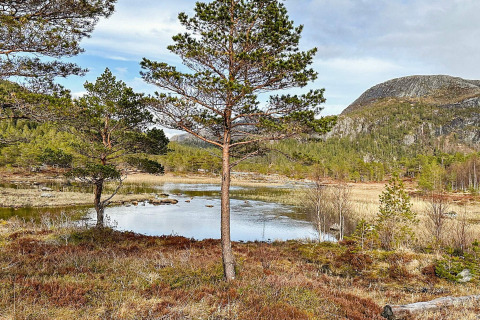 Schitterend uitzicht op meer en bergen bij een vakantiehuis in Lysøysundet, Zweden, omringd door dennen.
