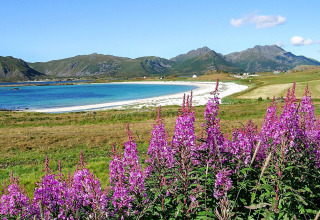 Smuk udsigt fra et feriehus i Stokmarknes med lilla vilde blomster, strand og bjerge i Sverige.