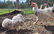 Poules et canards dans un enclos près d'une maison de vacances 4 étoiles à KARLSKRONA, avec verdure autour.