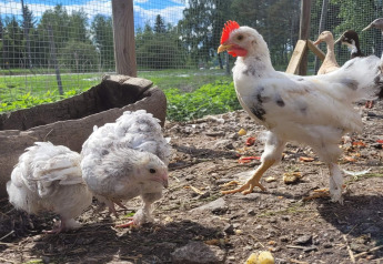 Poules et canards dans un enclos près d'une maison de vacances 4 étoiles à KARLSKRONA, avec verdure autour.