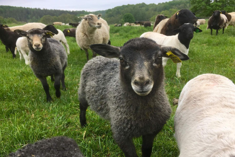 Een kudde schapen graast op een groene weide bij een bos in de buurt van een hutje in Karlskrona, Zweden.