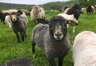 Un gregge di pecore pascola su un prato verde vicino a un bosco presso una baita a Karlskrona, Svezia.