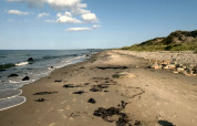 Stille strand med sand, sten og tang på Læsø, Danmark, set fra 5-stjernet feriehus under klar himmel.
