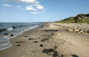 Ruhiger Sandstrand mit Steinen und Algen auf Læsø, Dänemark, nahe 5-Sterne-Ferienhaus bei klarem Himmel.