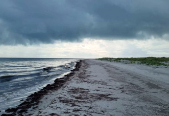 En næsten tom strand på Læsø, Danmark, under tunge skyer med mørkt hav og sand omgivet af grønt.
