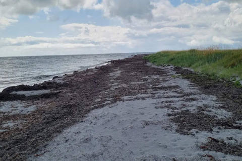 Vue sur la plage près du gîte 5 étoiles à Læsø, Danemark, avec sable, mer et herbes sous un ciel nuageux.