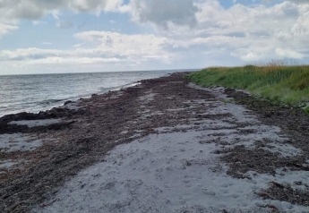 Vista costera en la casa de vacaciones de 5 estrellas en Læsø, Dinamarca, con playa, mar y césped.
